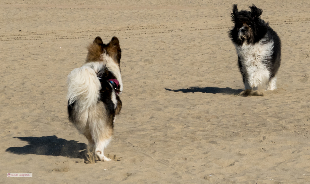 Hundefoto 16
